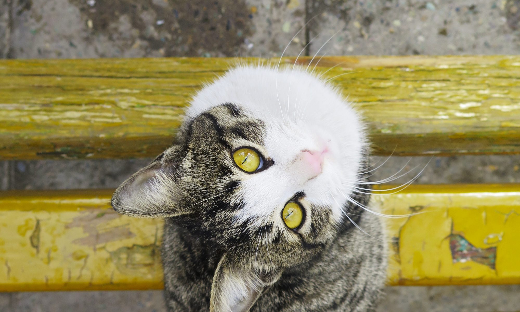 Cat with green eyes looking up while sitting on a green wooden bench.
