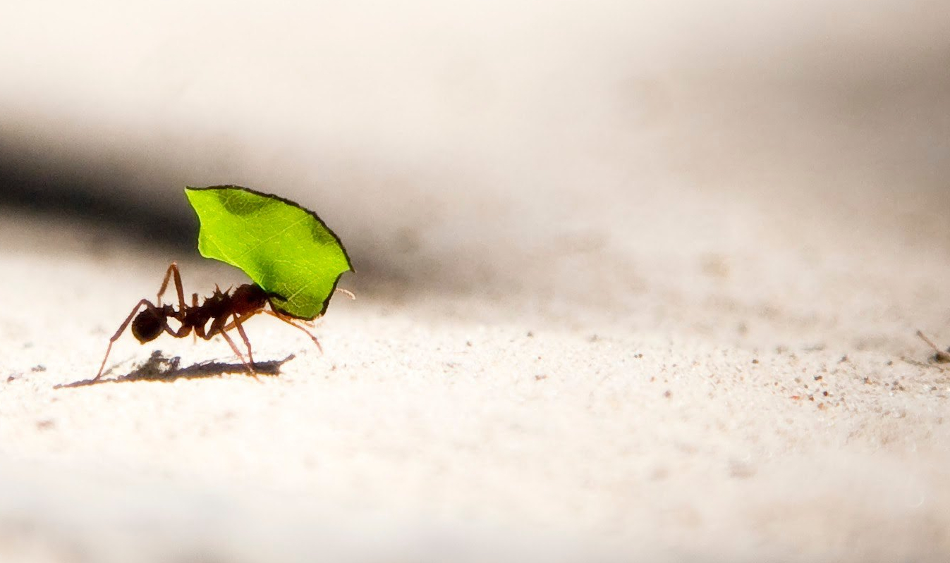 Close up of an ant carrying a leaf.