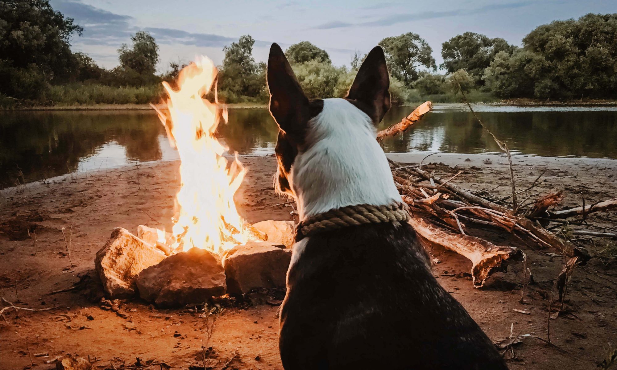 Dog sitting in front of a camp fire on a beach